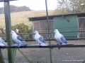 lindenhof-ruegen-20.jpg
